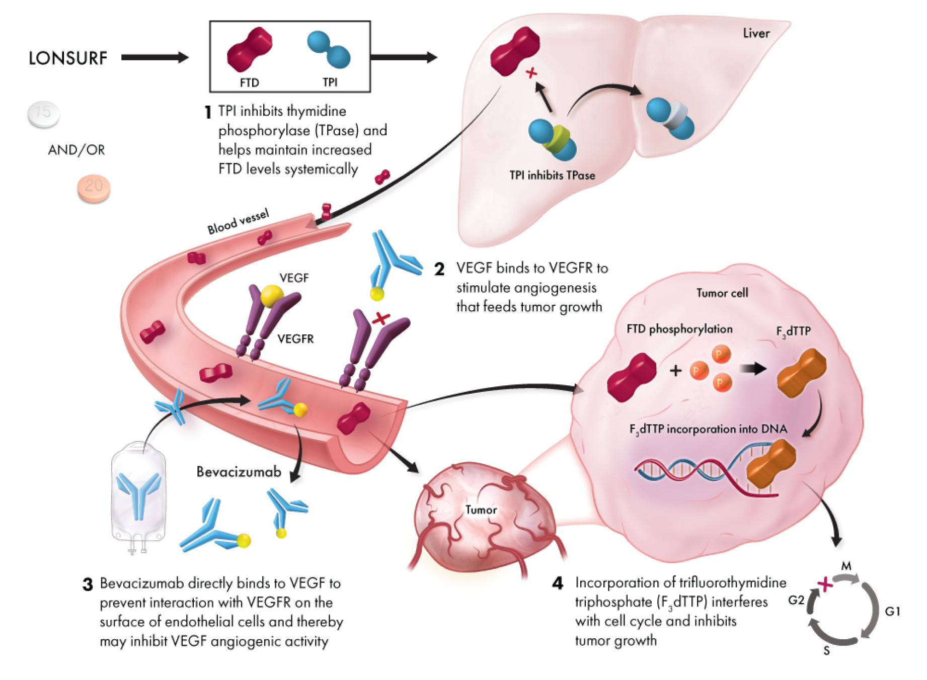 Trifluridine is incorporated into the DNA and causes DNA dysfunction leading to the death of cancer cells. Tipiracil inhibits the rapid degradation of trifluridine. Bevacizumab binds to vascular endothelial growth factor receptors to inhibit VEGF angiogenesis that feeds the growth of the tumor.